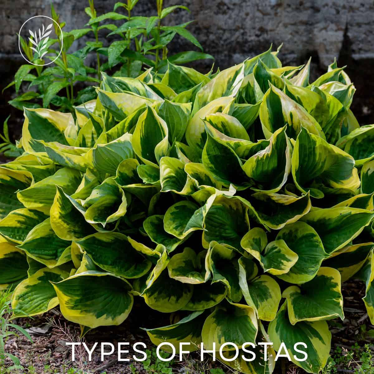 Types of hostas via @home4theharvest