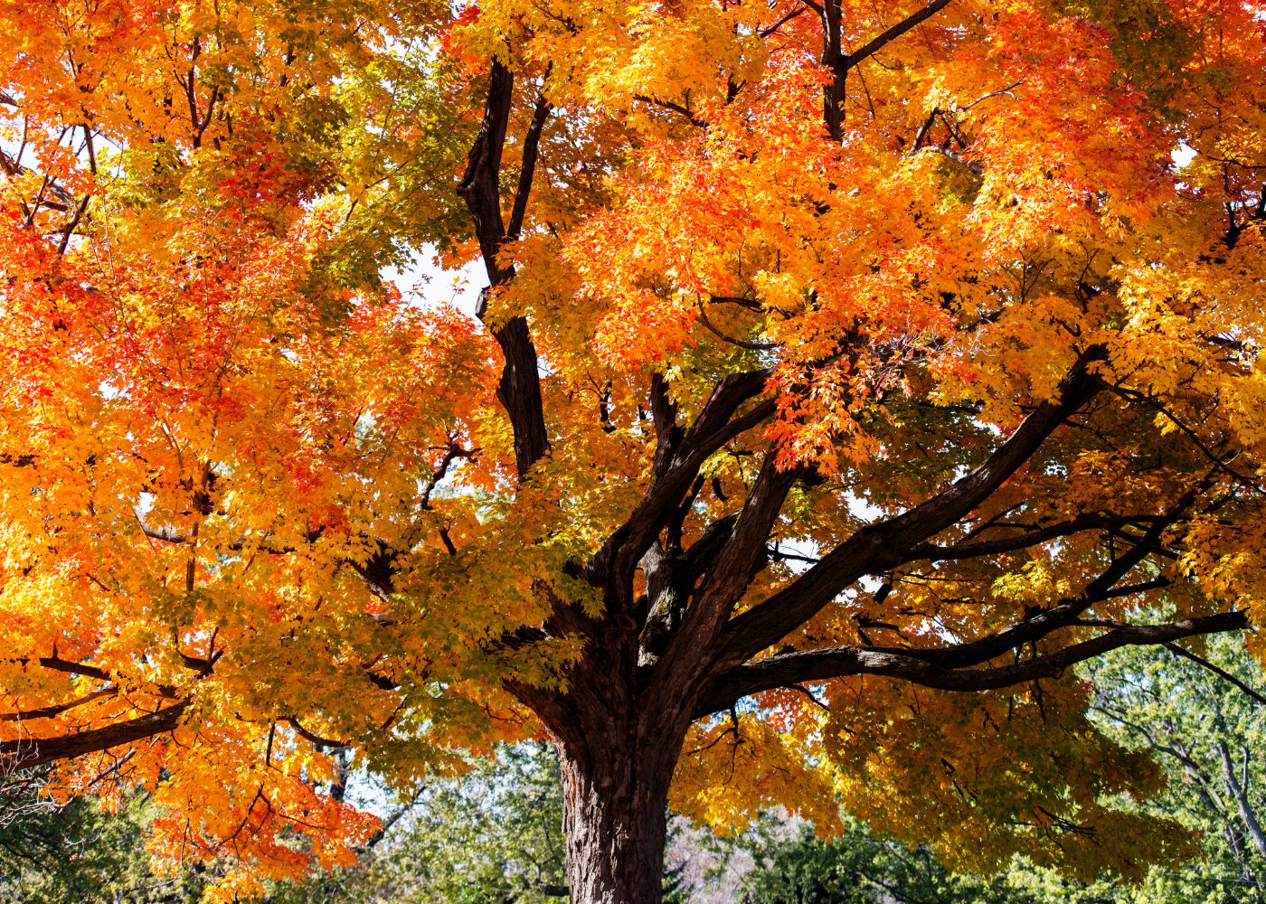 τύποι δέντρων σφενδάμου - ζαχαροπλαστική το φθινόπωρο