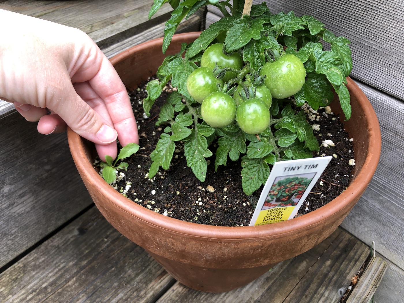 φυτά ντομάτας δοχείου βοτάνων