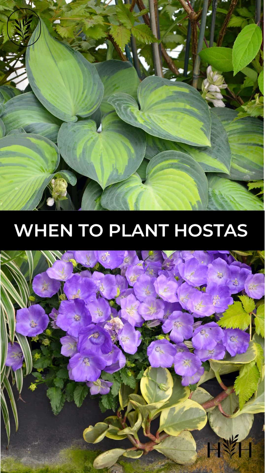 When to plant hostas via @home4theharvest