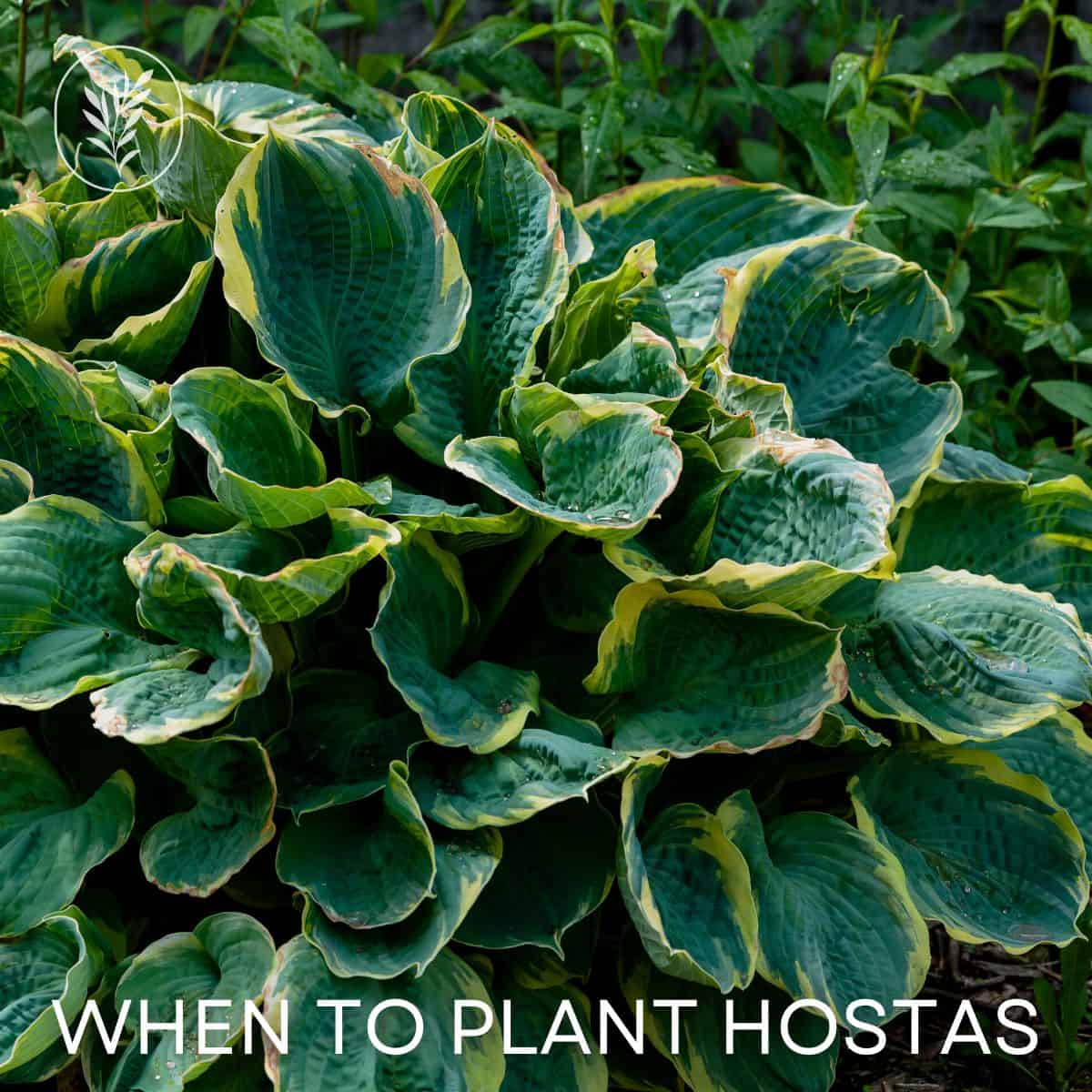 When to plant hostas via @home4theharvest