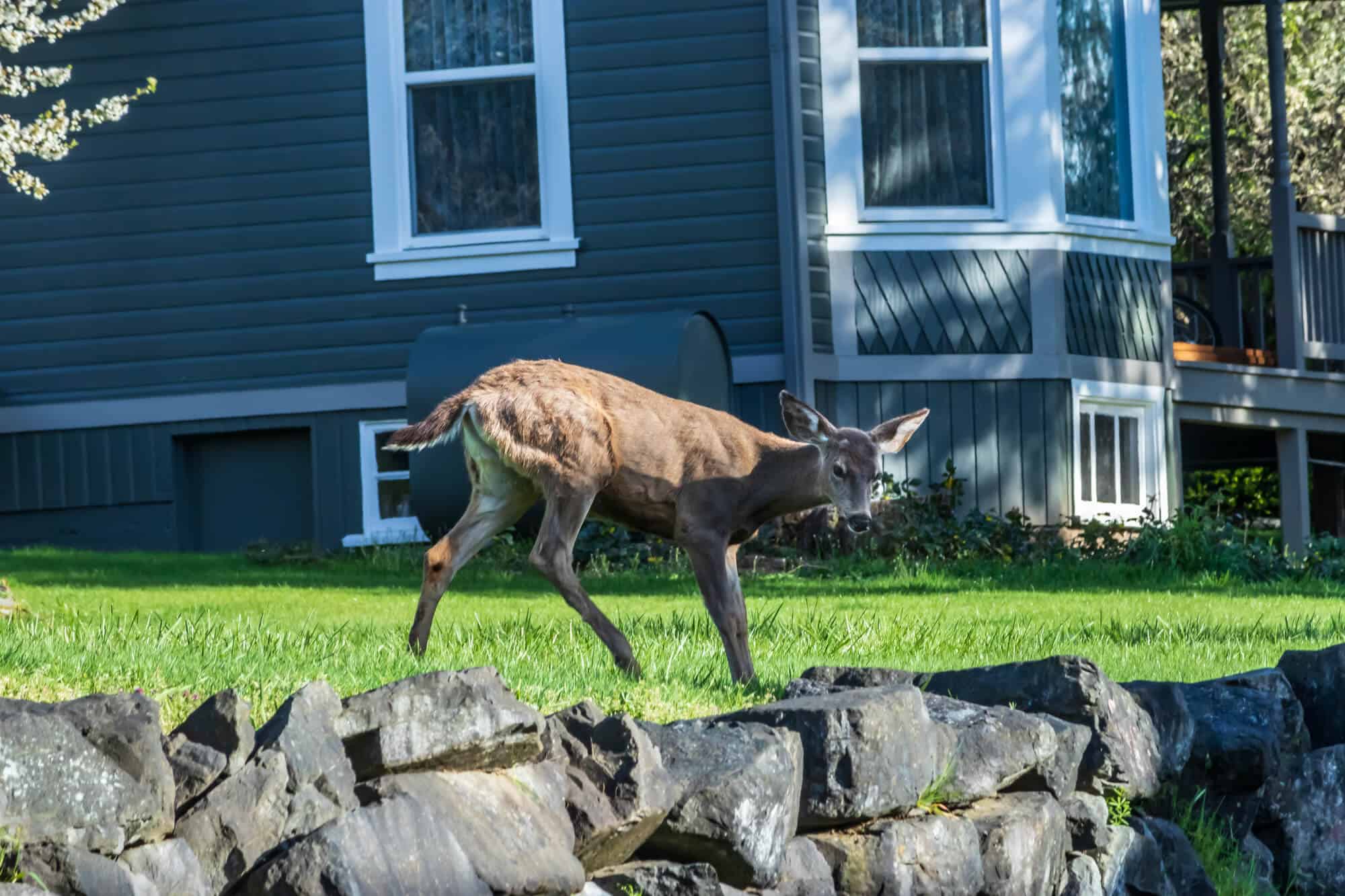 Deer on someone's front lawn