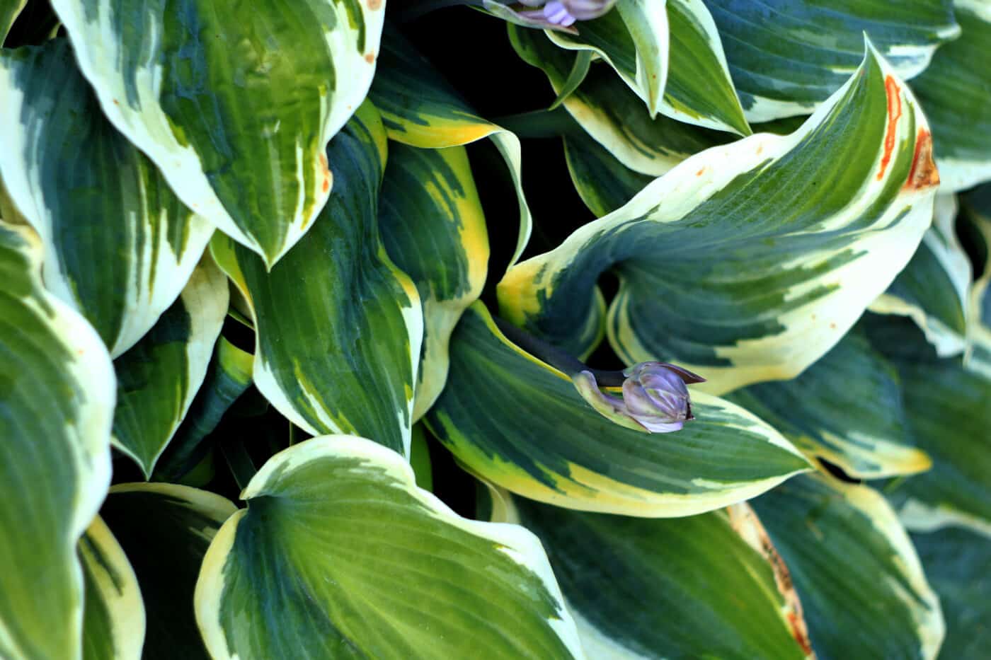 Edges of green and white leaves of hosta plants turning brown
