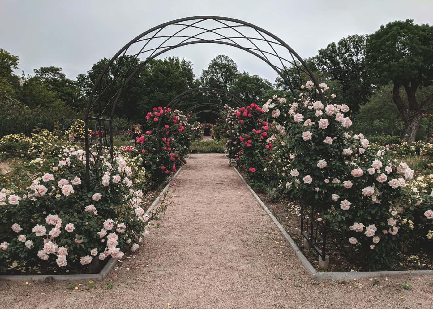 Formal rose garden in development with trellis arches