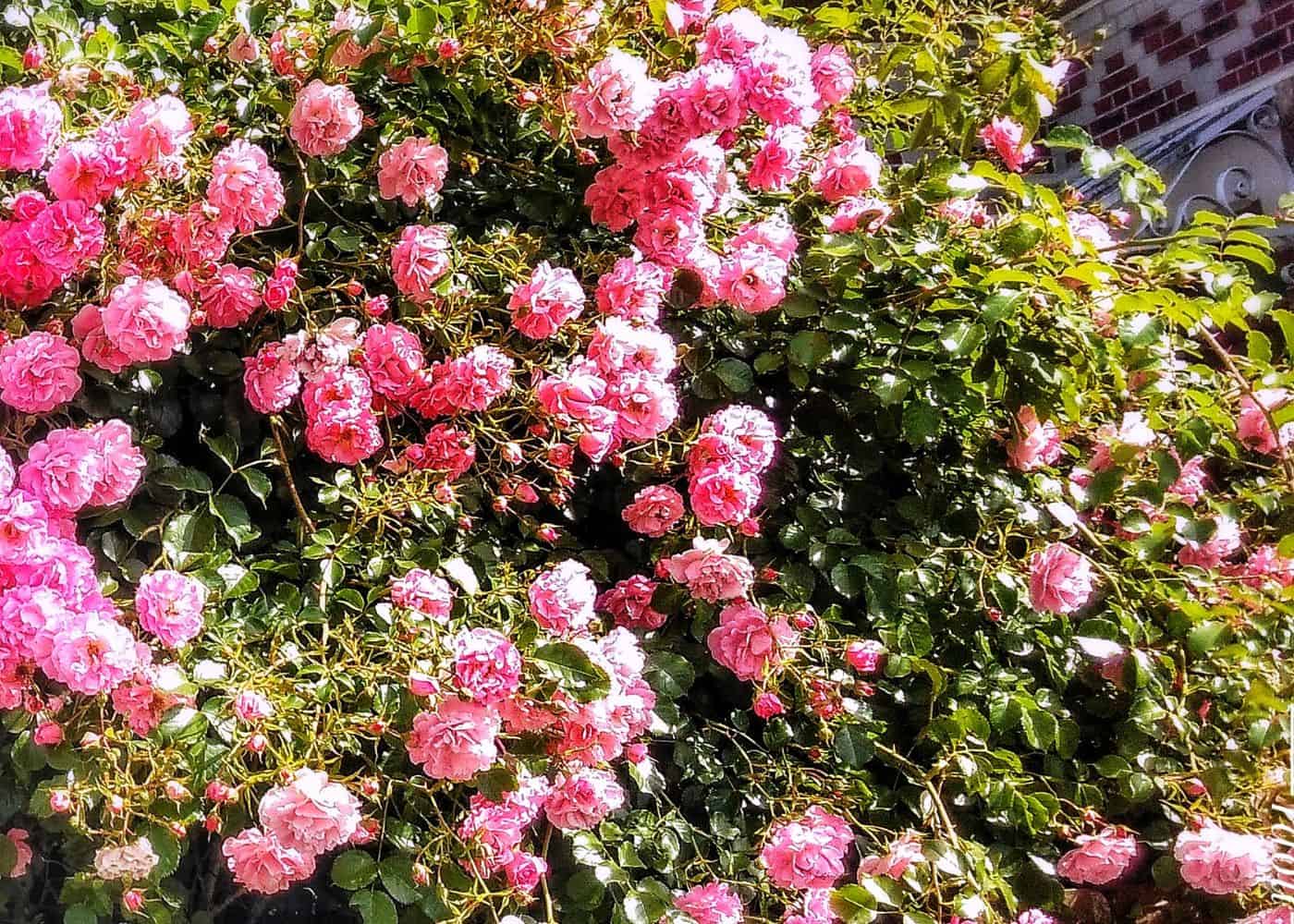 Hedge of pink roses