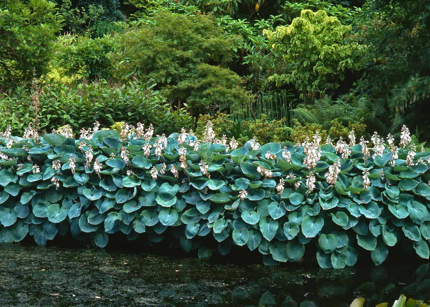 Hostas by the water