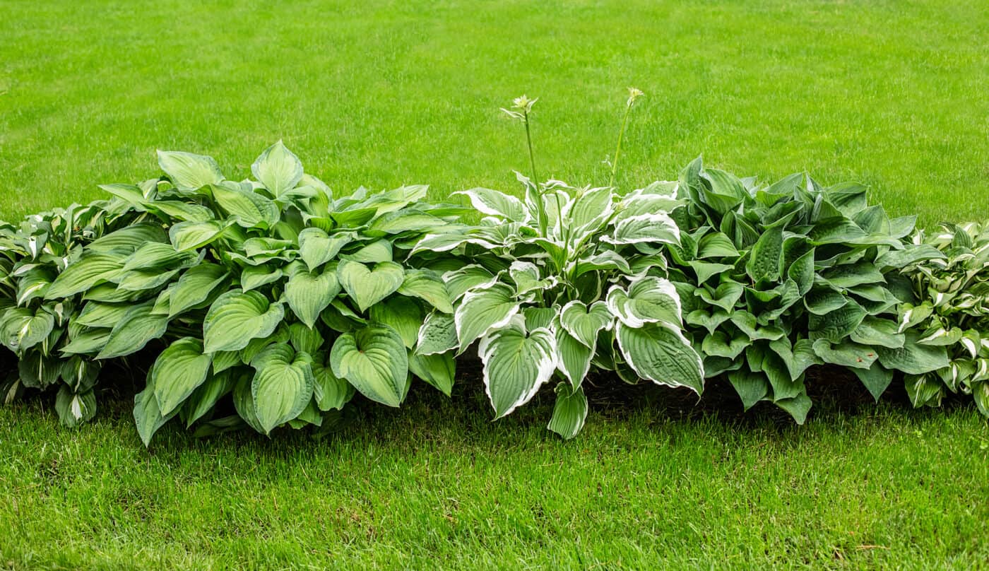 Beautiful hosta leaves, an ornamental plant for landscaping park and garden design. Large lush green leaves with streaks. Veins of the leaf.