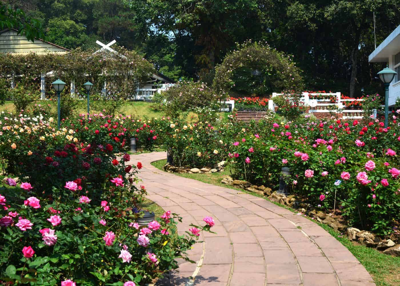 Rose pathway
