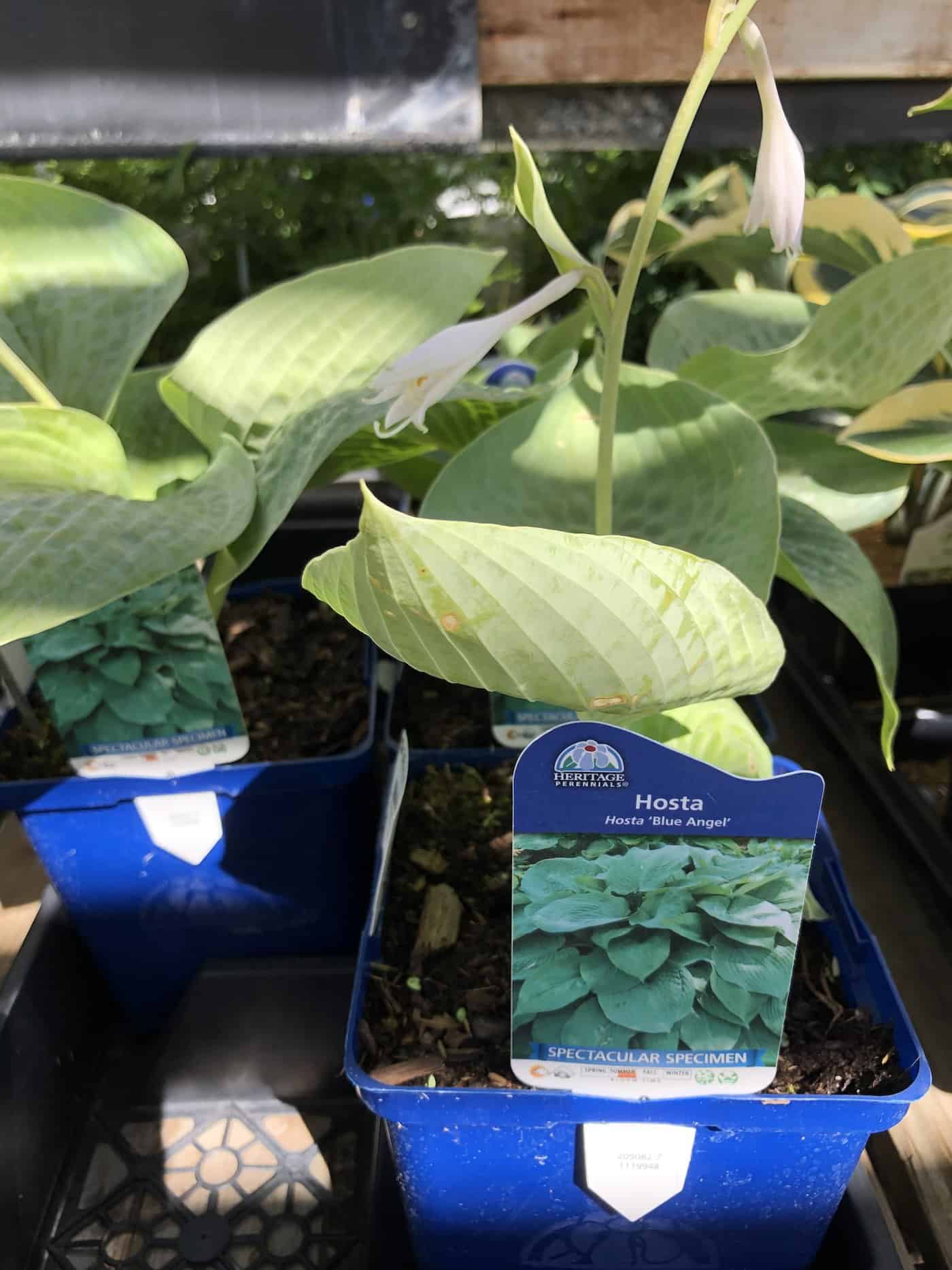 Blue angel plant for sale