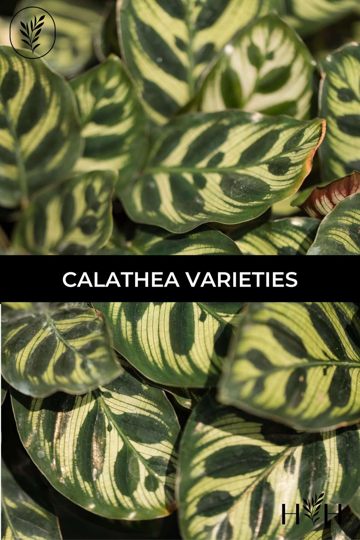 Calathea varieties via @home4theharvest