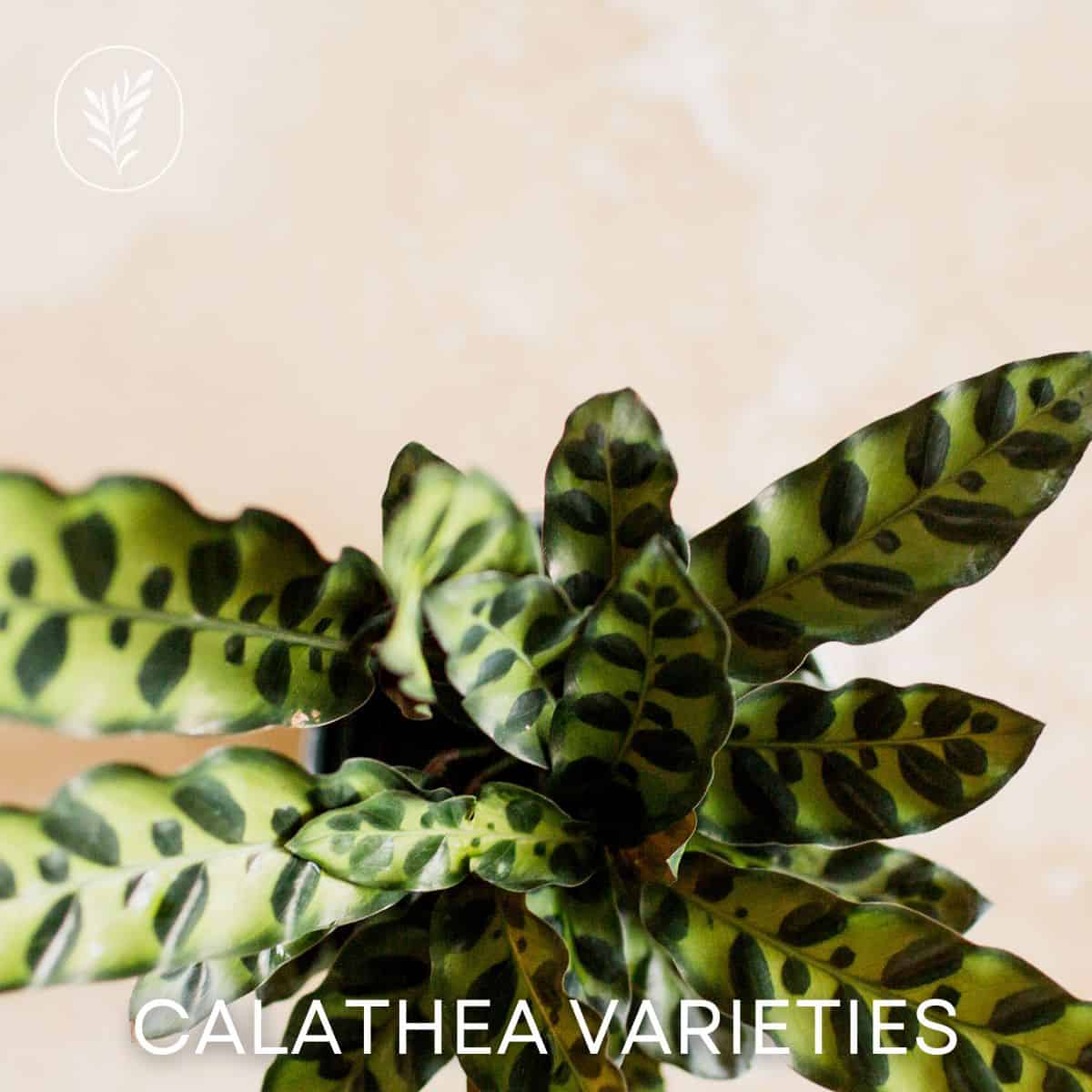 Calathea varieties via @home4theharvest