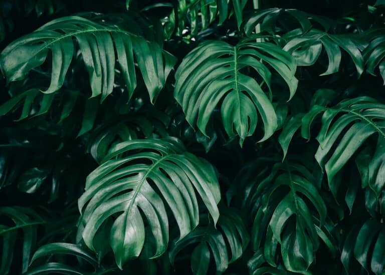 Droopy monstera plant