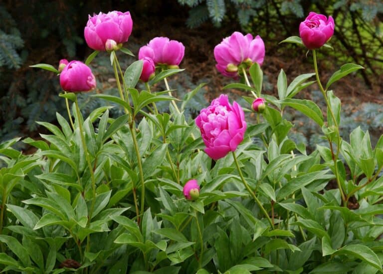 Easy perennials to grow - peonies