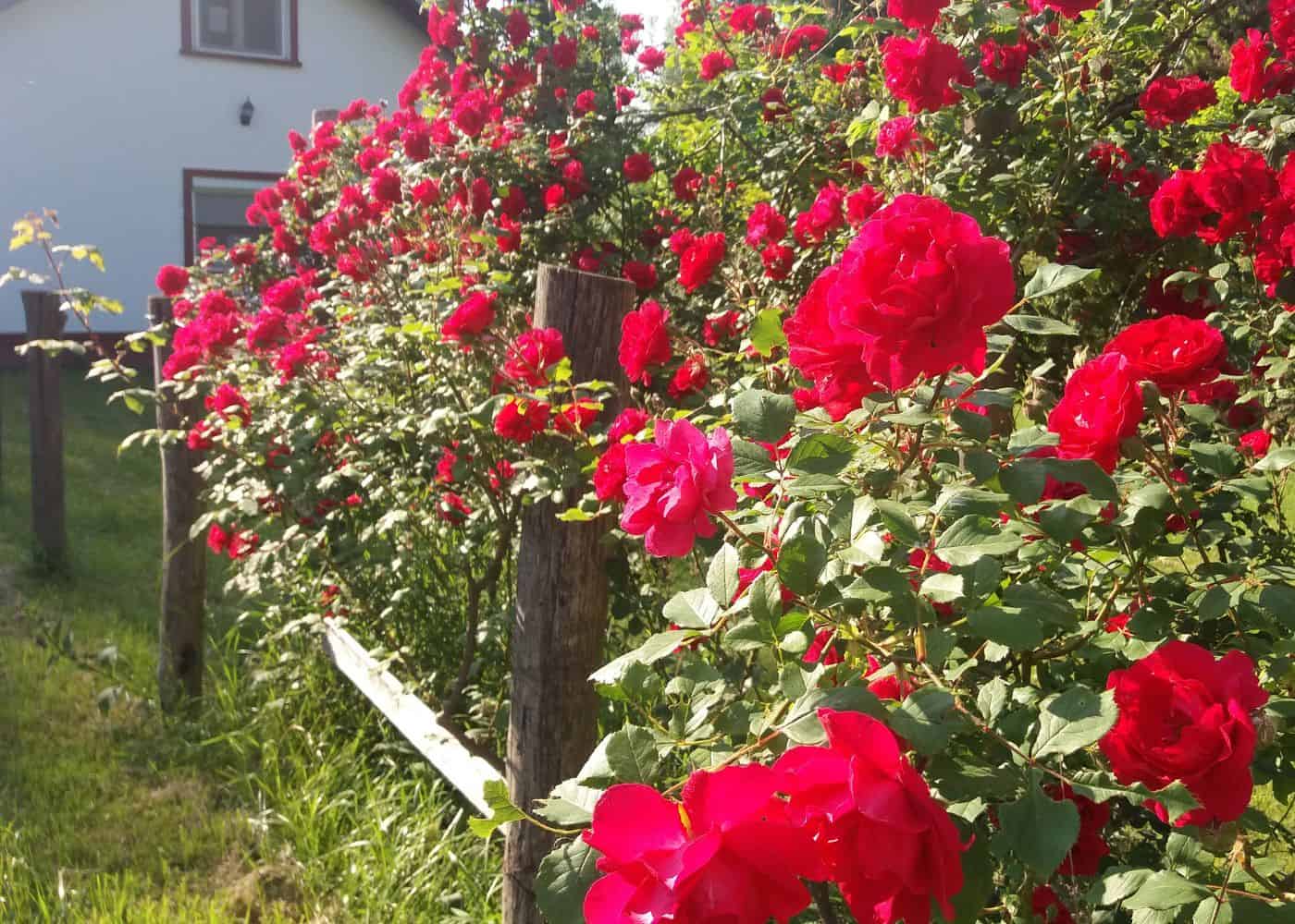 Fence covered in red roses