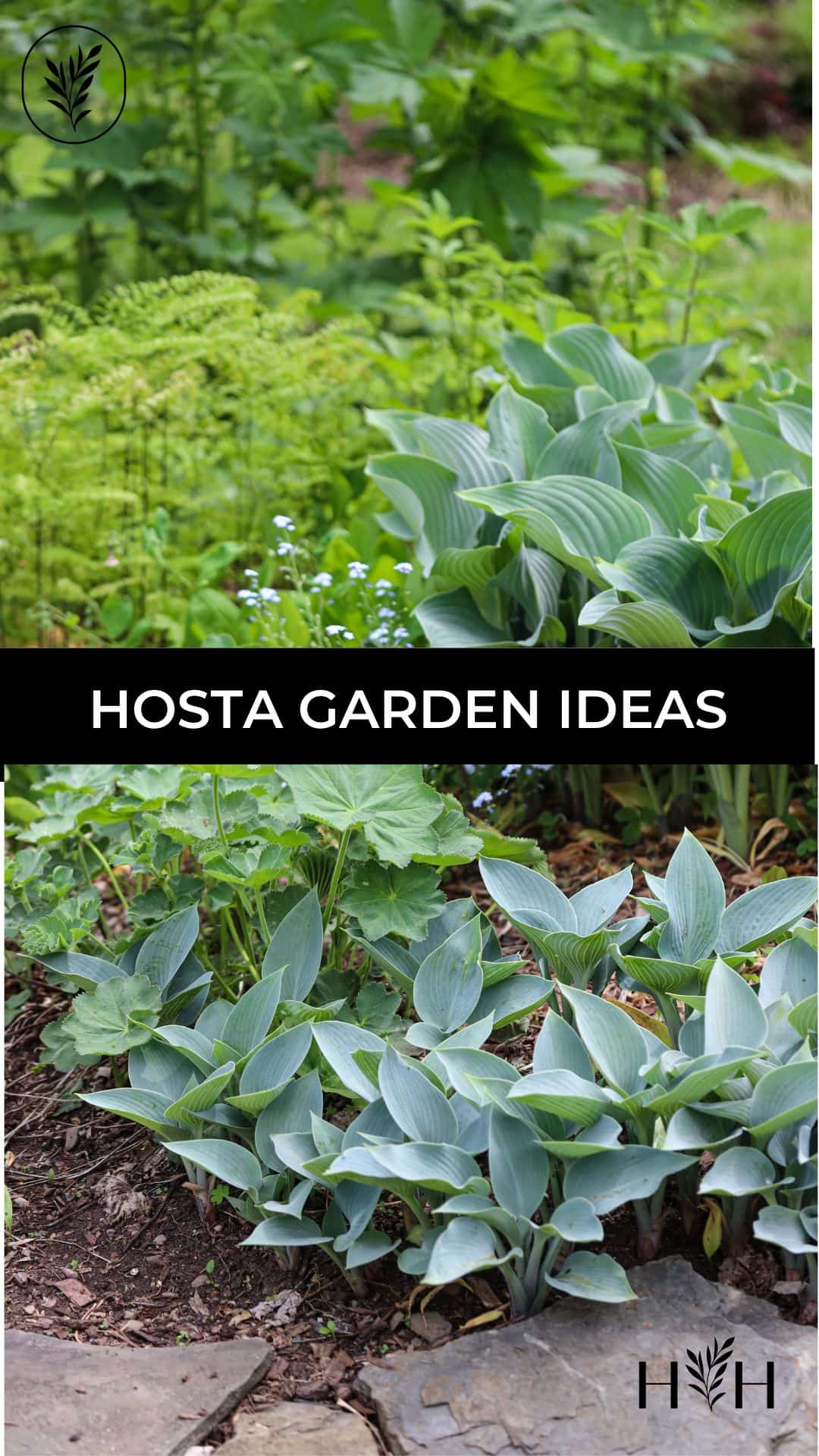 Hosta garden ideas via @home4theharvest
