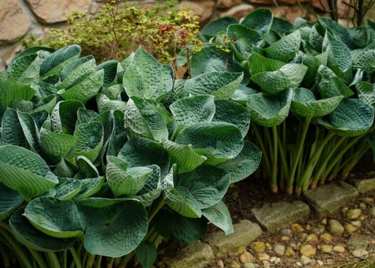10 blue hostas 🍃 💙 A guide to these serene garden beauties