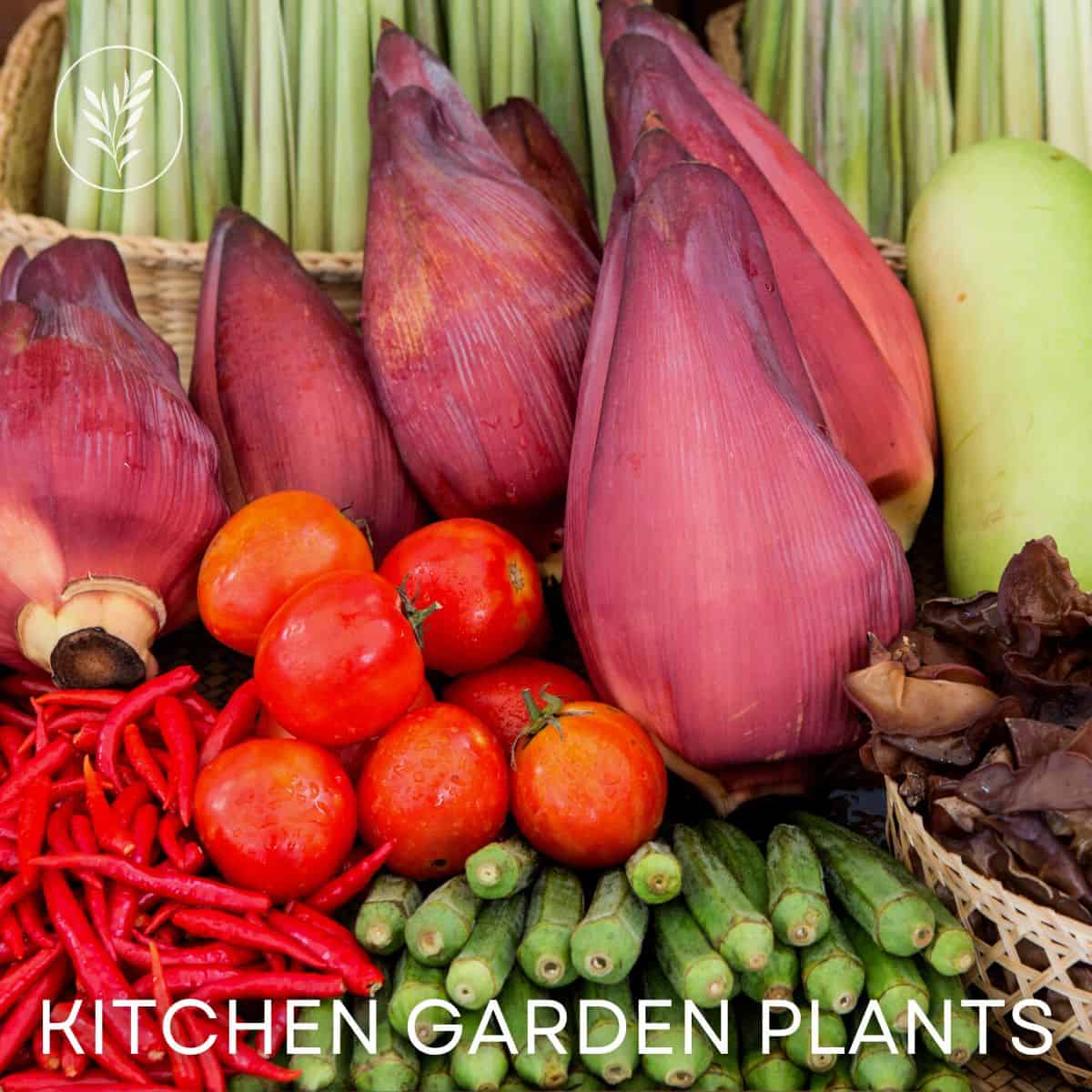Kitchen garden plants via @home4theharvest