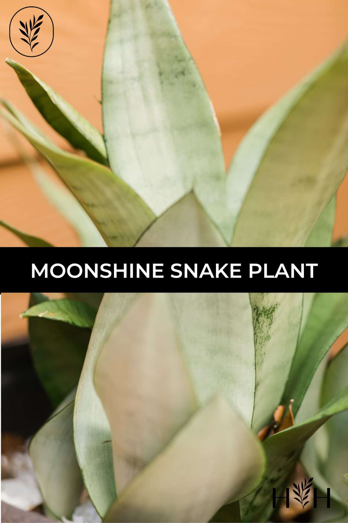 Moonshine snake plant via @home4theharvest