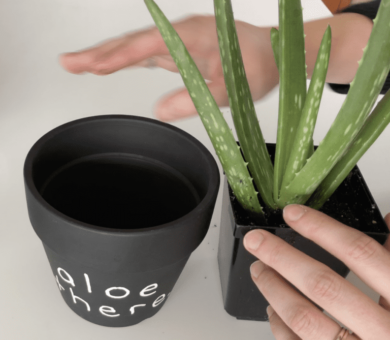aloe plant with black terra cotta planter pot