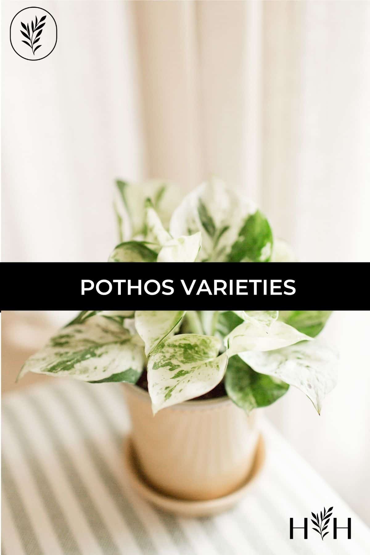 Pothos varieties via @home4theharvest