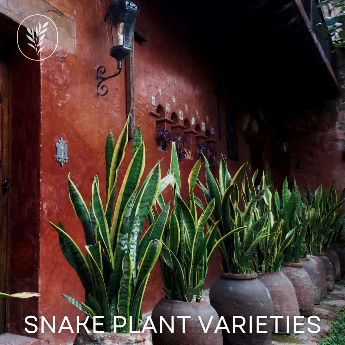 Snake plant varieties via @home4theharvest