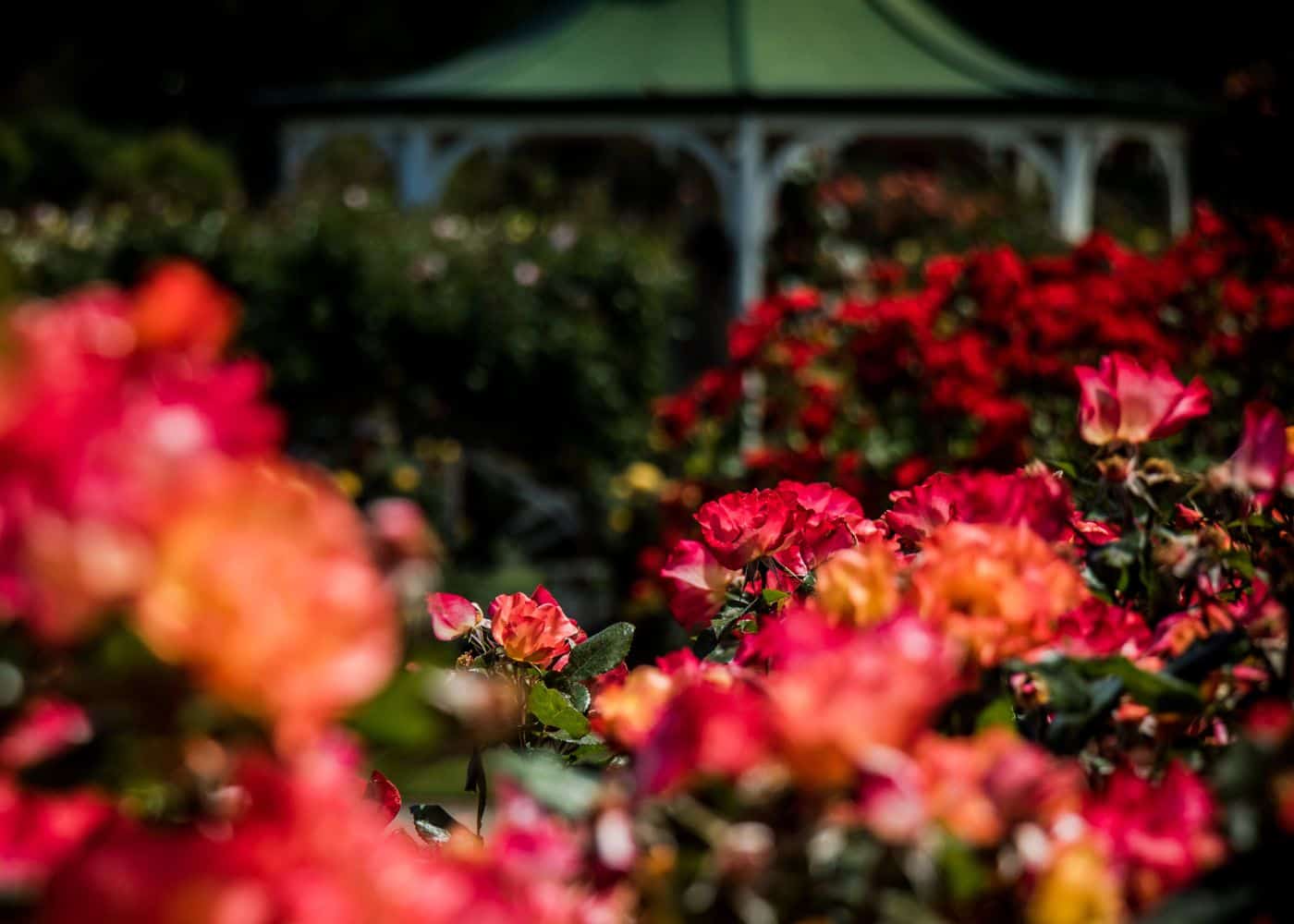 Vibrant rose garden
