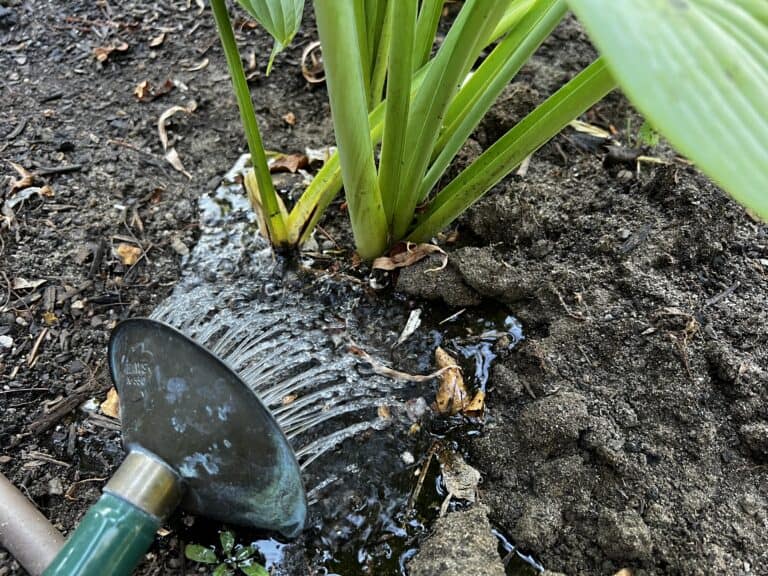 How to prepare hostas for winter ???? ????️ Steps to safeguard their ...