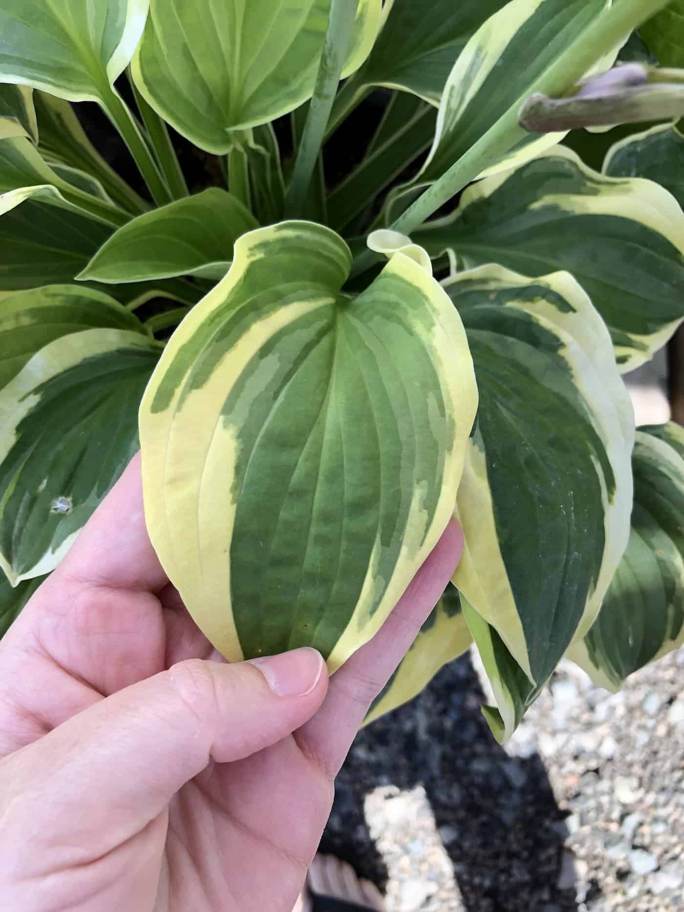 Wide brim hosta leaf