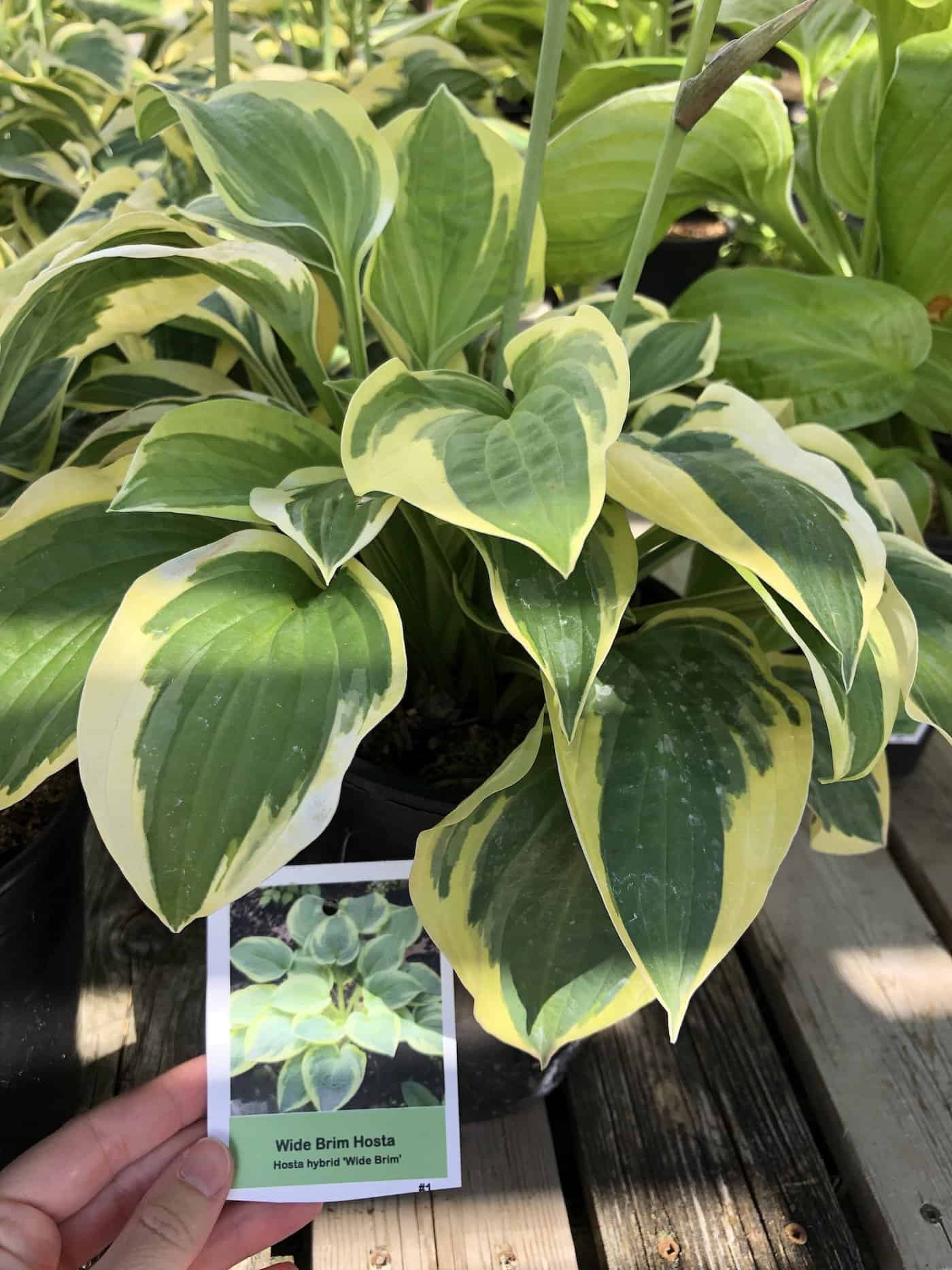 Wide brim hosta plant at nursery