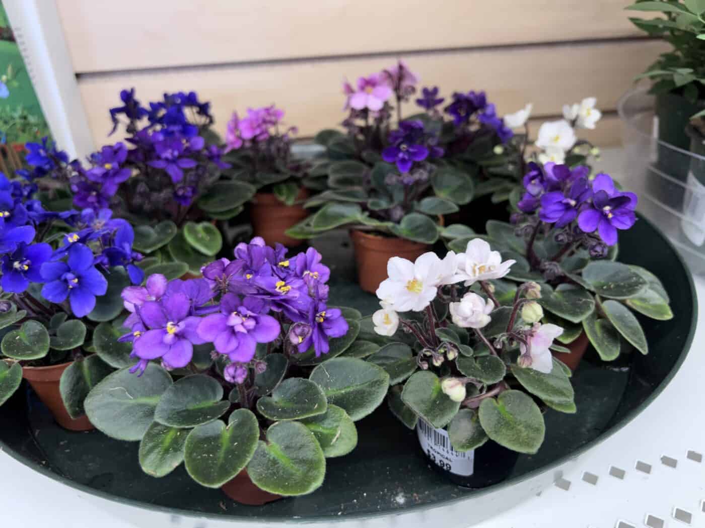African violets on a tray