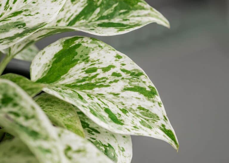 close up of marble queen