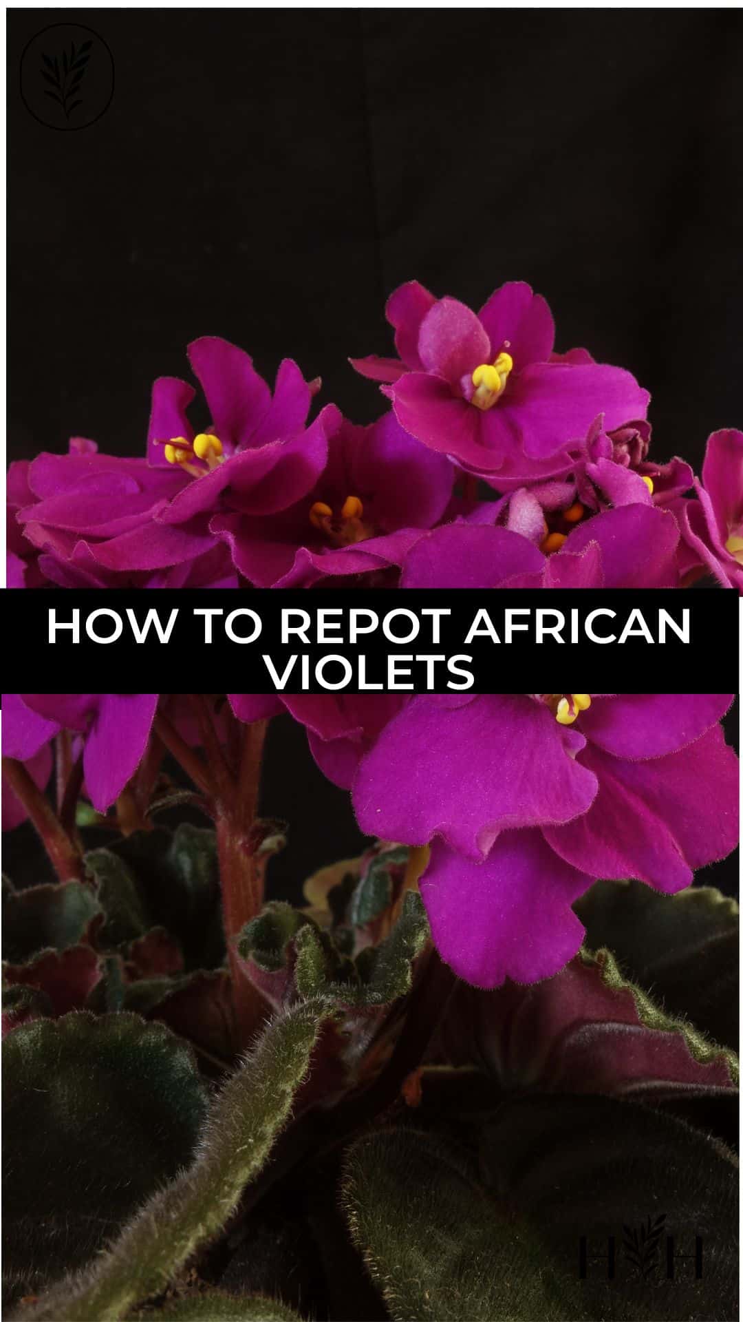 How to repot african violets via @home4theharvest