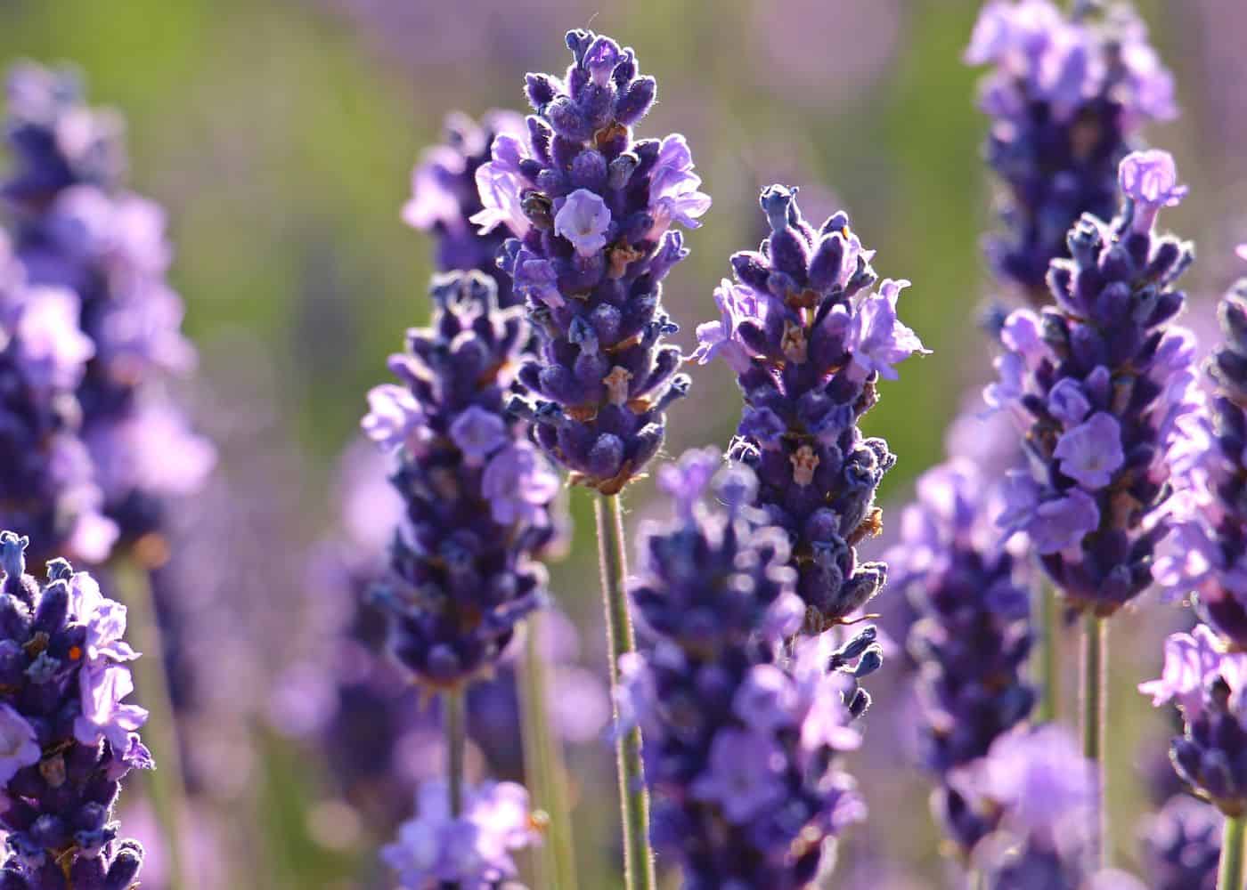 Lavender garden ideas