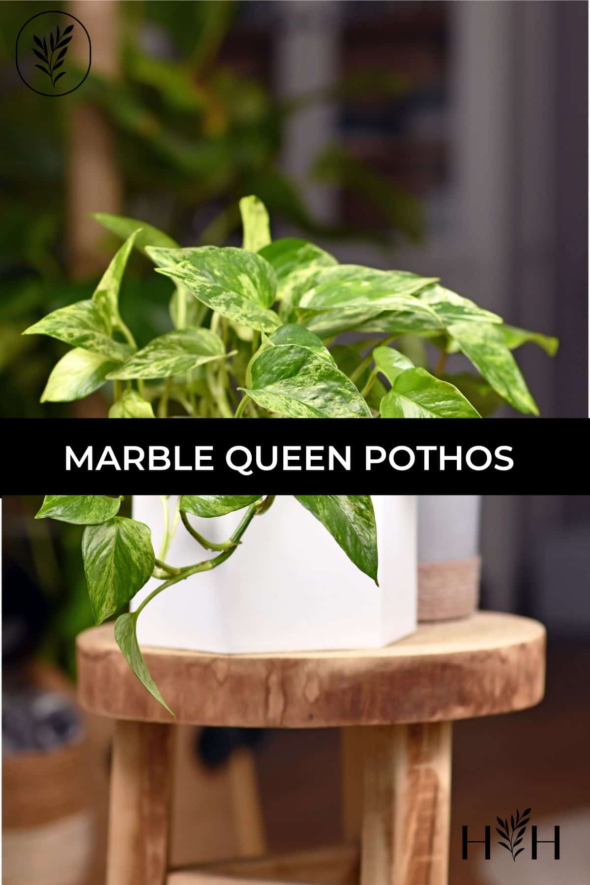 Marble queen pothos via @home4theharvest