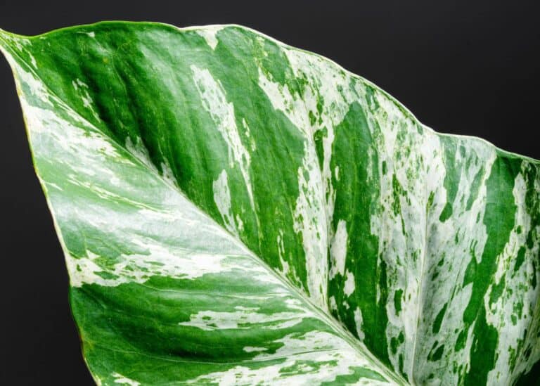marble queen pothos - variegated leaf