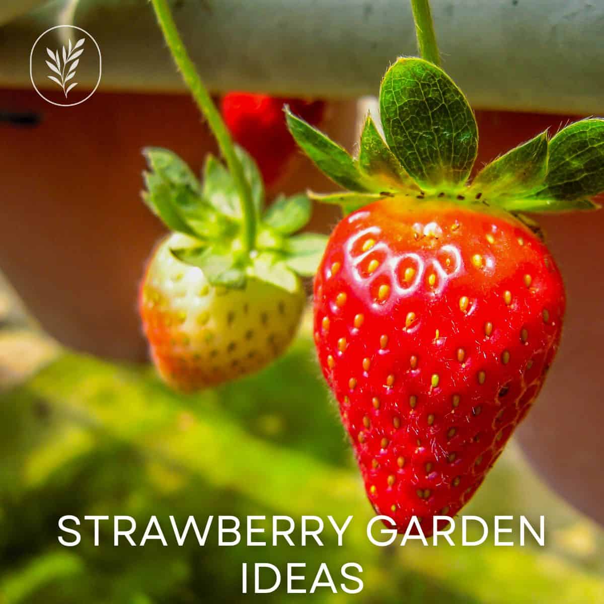 Strawberry garden ideas via @home4theharvest