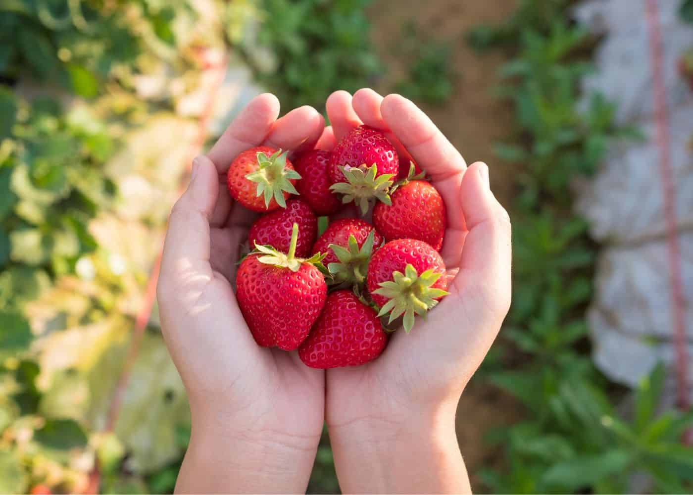 Strawberry garden ideas