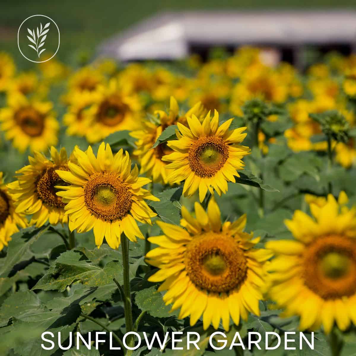 Sunflower garden ideas via @home4theharvest