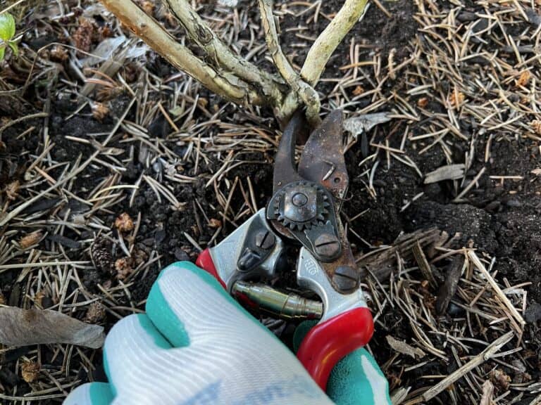 How to prune blueberry bushes ️ 🫐 A stepbystep guide to fruitful results