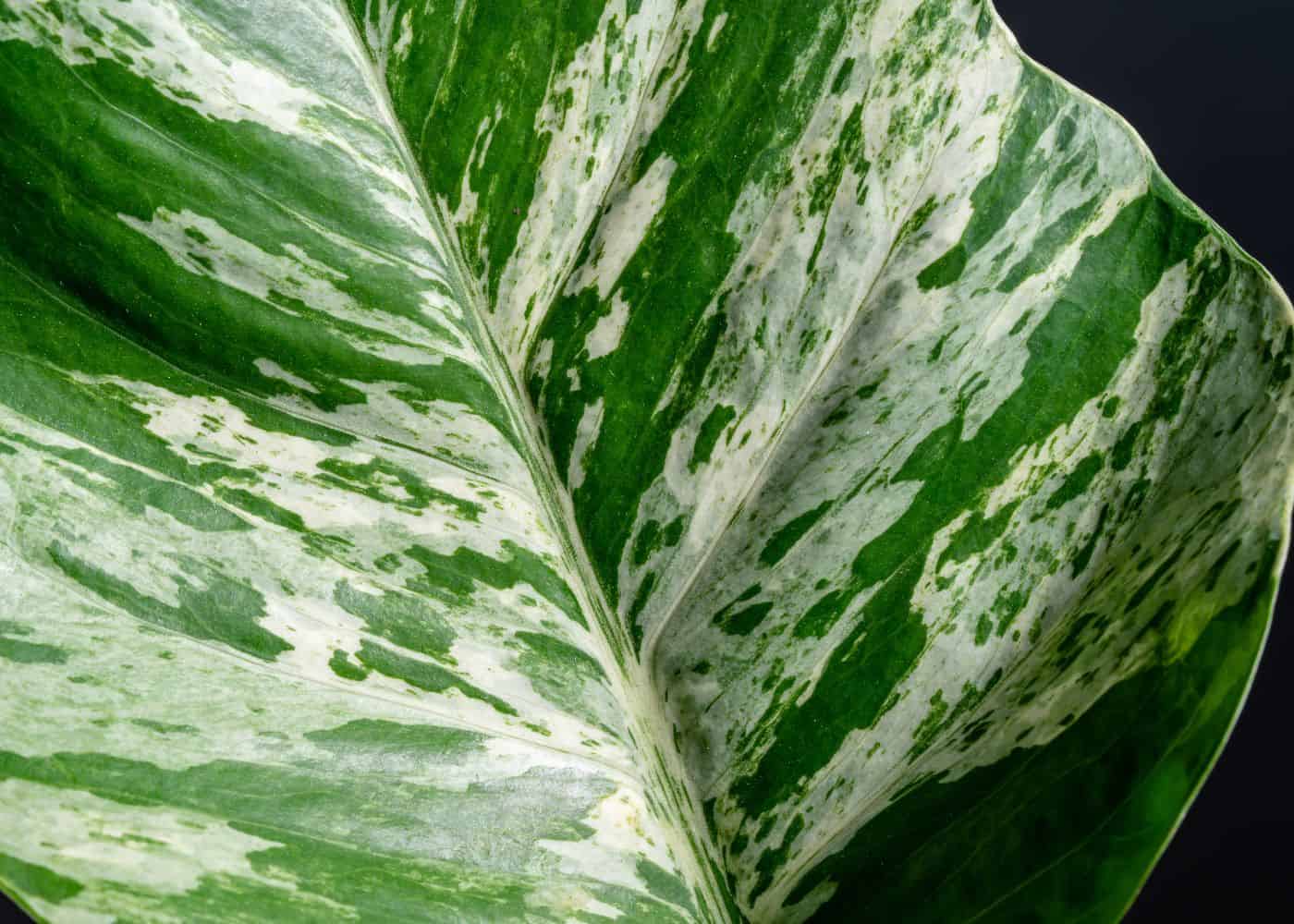 Variegation on marble queen pothos leaf
