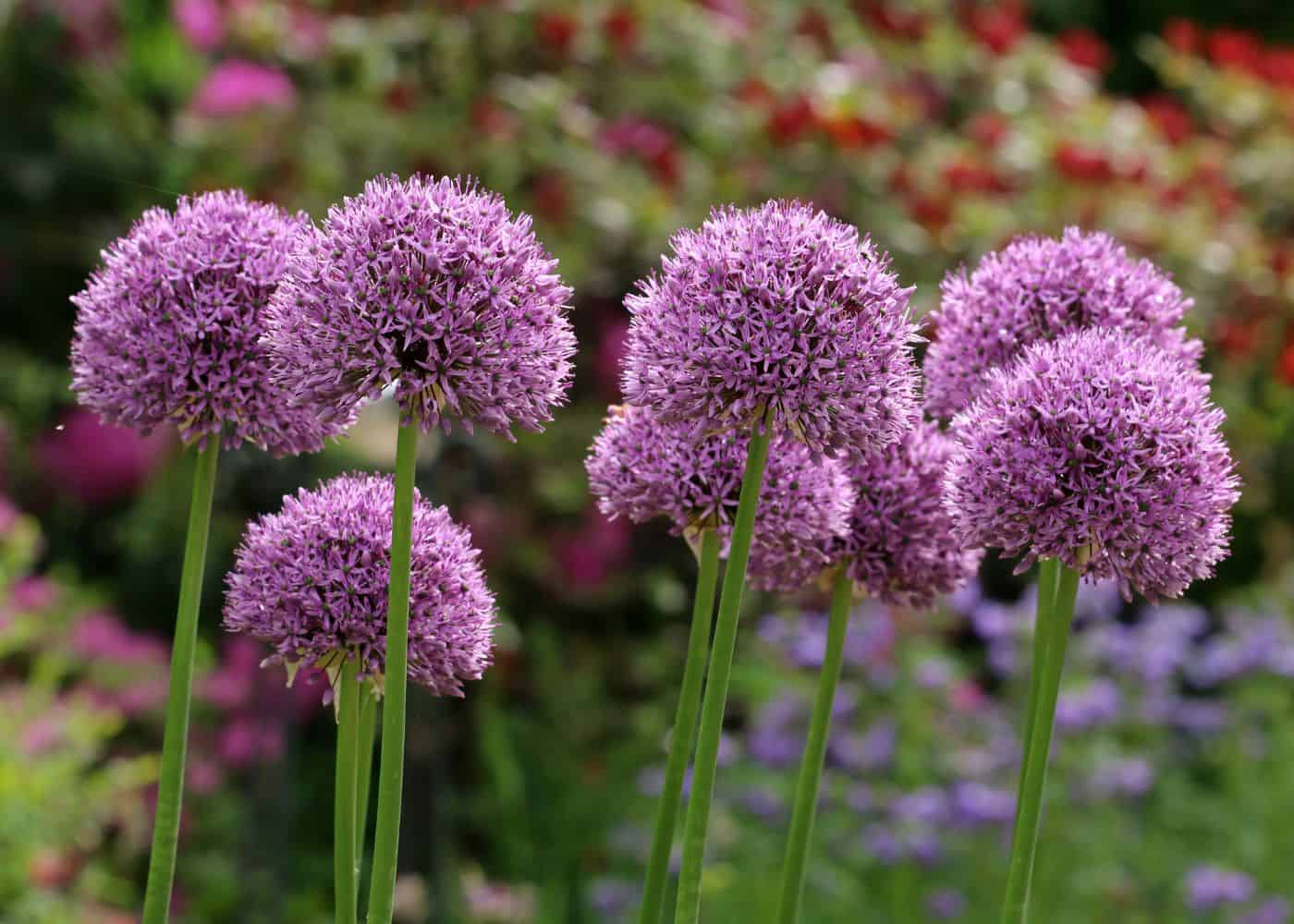 Allium - companion plants for lavender