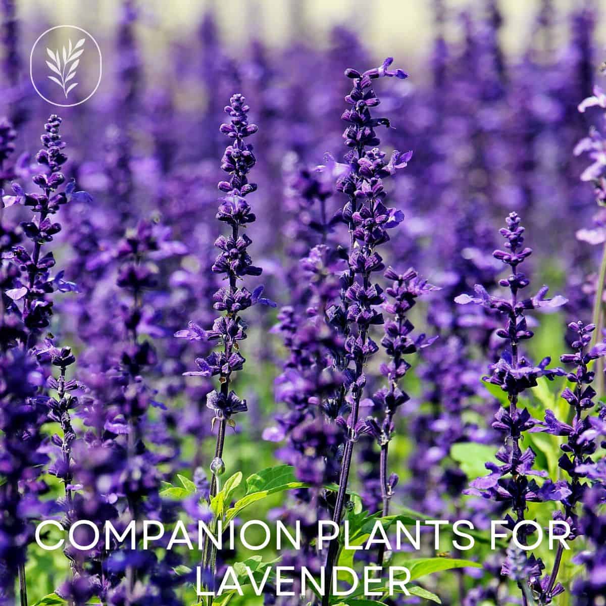 Companion plants for lavender via @home4theharvest