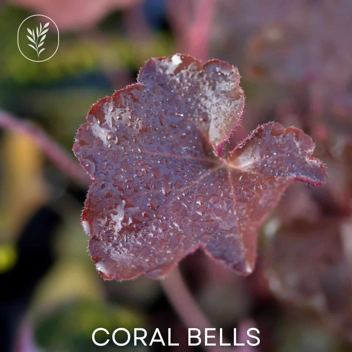 Coral bells via @home4theharvest