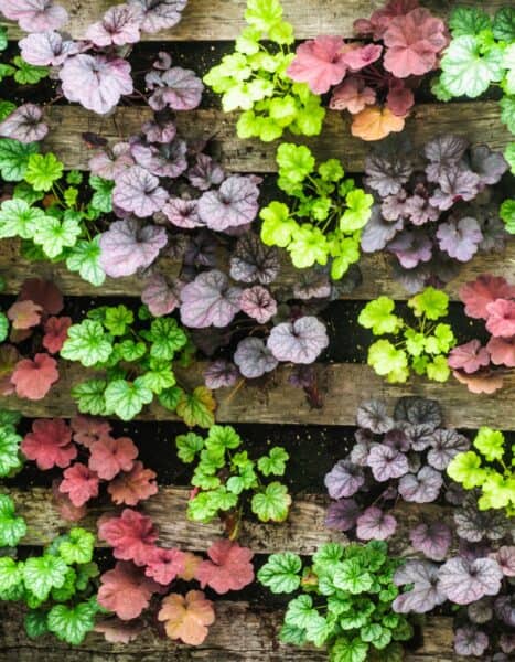 coral bells foliage - rainbow of different varieties
