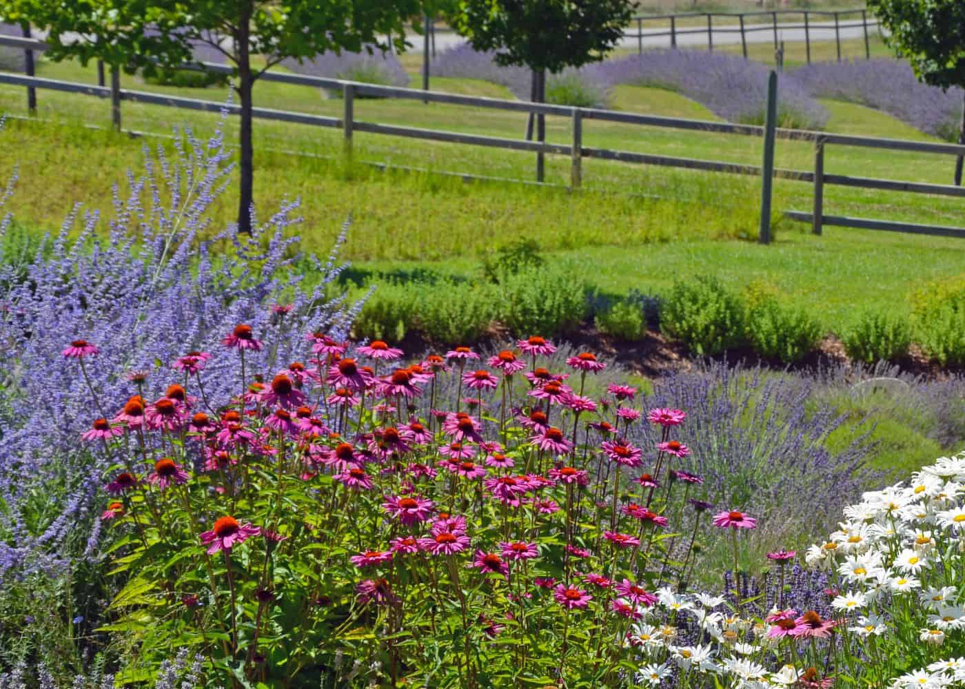 Echinacea beside lavender farm
