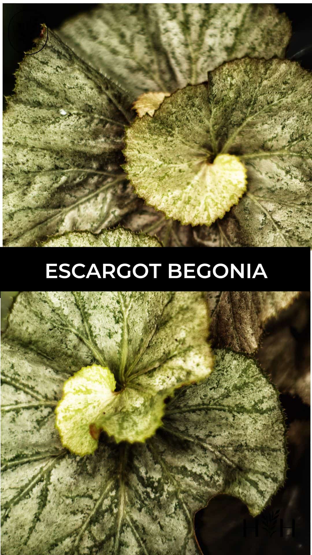 Escargot begonia via @home4theharvest