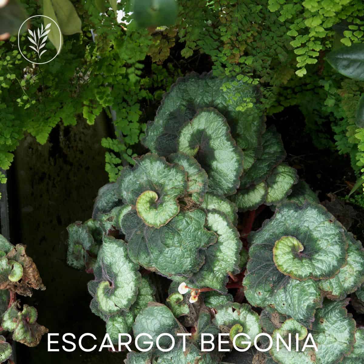 Escargot begonia via @home4theharvest