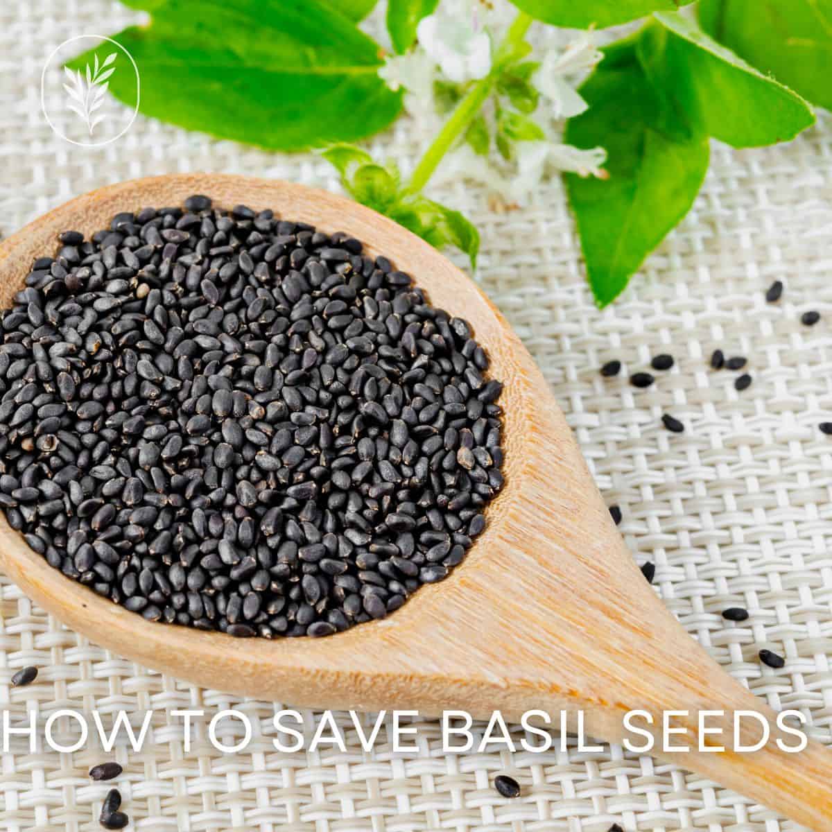 How to save basil seeds via @home4theharvest