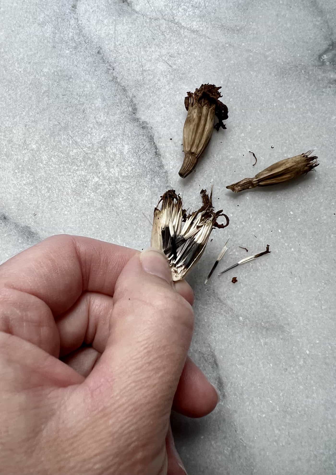 How to save marigold seeds 🌼 🔍 Preparing for a burst of color next season