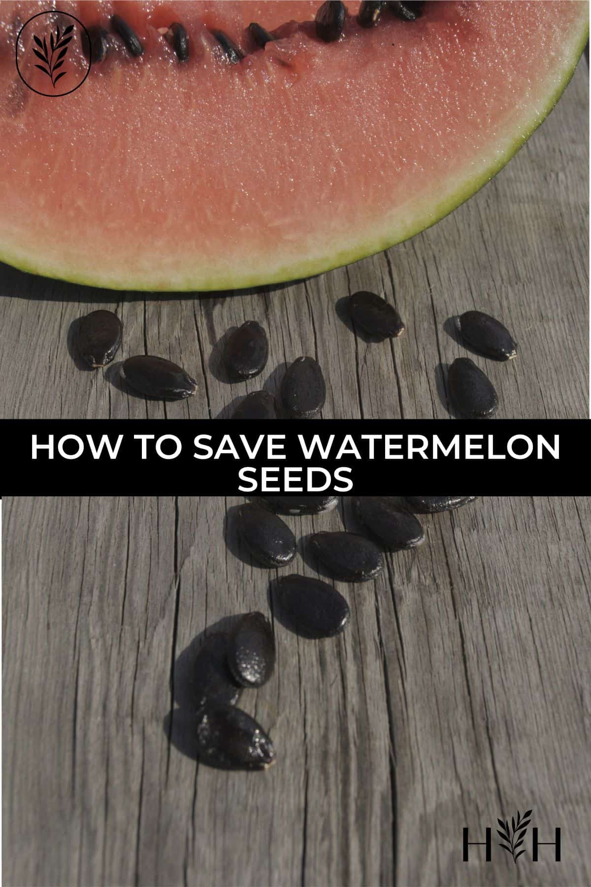 How to save watermelon seeds via @home4theharvest